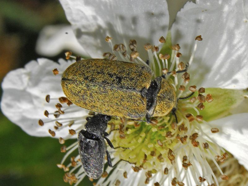 Un coleottero giallastro: Mycterus umbellatarum (cfr.), Mycteridae